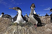 King Shag or Imperial Shag, Phalacrocorax atriceps albiventer, Order : pelecaniformes, family : Phalacrocoracidae, Faklland Islands, Peeble Island