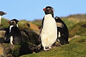 Rockhopper penguin, Eudyptes chrysocome chrysocome, Order : Sphenisciformes, Family : Spheniscides, West Point island, Falkland-Malvinas Islands