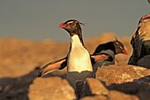 Rockhopper penguin .Eudyptes chrysocome chrysocome, Order : Sphenisciformes Family : Spheniscides, Pebble Island, Falkland-Malvinas Islands