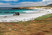 pebble island, Fallkland-Malvinas Islands