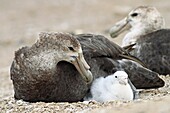 Southern Giant-Petrel, Macronectes giganteus, Order: Procellariiformes, Family: Procellariidae, Pebble island, Falkland-Malvinas Islands