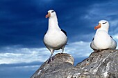 Black-browed Albatross, Mollymawk Thalassarche melanophris, or Diomedea melanophris, Order : Procellariiformes, family : diomedeidae, Steeple jason, Falkland islands