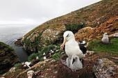 Black-browed Albatross, Mollymawk Thalassarche melanophris, or Diomedea melanophris, Order : Procellariiformes, family : diomedeidae, Steeple jason, Falkland islands