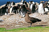 Falkland Skua with egg of Imperial Shag, Catharacta antarctica, Family Stercorariidae, ORDER : CHARADRIIFORMES, Pebble Island, Falkland-Malvinas Islands