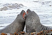 Southern Elephant Seal Mirounga leonina Order Carnivora Family Phocidae, Sea Lion Island, Fakland Islands