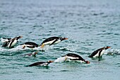 Gentoo Penguin , Pygoscelis papua papua, Order SPHENISCIFORMES, Family Spheniscidae, Saunders Island Falkland-Malvinas Islands