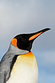 King Penguin, Aptenodytes patagonicus, Family Spheniscidae, Order: Sphenisciformes, Falkland Islands, Saunders Island