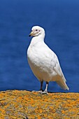 Snowy Sheathbill, Chionis alba, Order: Charadriiformes, Family: Chionididae, Fakland Islands, Sea Lion Island