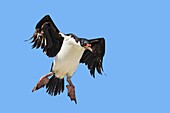 King Cormorant or White-bellied Shag (Phalacrocorax atriceps albiventer). Sealion Island, Falkland Islands