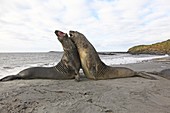 Southern Elephant Seal (Mirounga leonina). Sealion Island, Falkland Islands