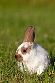 Domestic rabbit Oryctolagus cuniculus Order: Lagomorpha Family: Leporidae