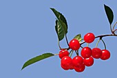 Cherry Prunus avium