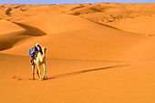 Camel riding near Chinguetti, Adrar Plateau, Sahara desert, Mauritania