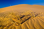 Sand dunes in morning light, North Algodones Dunes Wilderness, Imperial County, California
