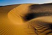 Wind blown patterns in sand dunes in morning light, North Algodones Dunes Wilderness, Imperial County, California