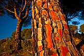 Pino piñonero, Parque Natural Sierra de Andújar, Jaen, Andalucía, España