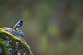 COLIRROJO TIZÓN Phoenicurus ochruros