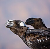 Grosbeak Crow, Simien Mountains, Ethiopia, Africa