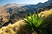 Giant Lobelia in Chennek Area, Simien Mountains, Ethiopia, Africa