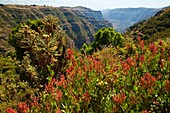 Simien Mountains, Ethiopia, Africa