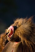 Gelada Baboon, Simien Mountains, Ethiopia, Africa