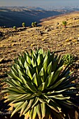 Giant Lobelia, Chennek Area, Simien Mountains, Ethiopia, Africa