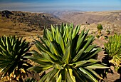 Giant Lobelia, Chennek Area, Simien Mountains, Ethiopia, Africa