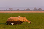 African Elephant, Amboseli National Park, Kenya, Africa