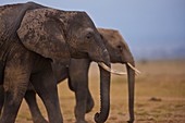 African Elephant, Amboseli National Park, Kenya, Africa