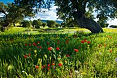 Meadow in Spring, La Serena, Badajoz, Extremadura, Spain
