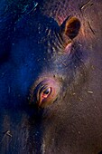 HIPPOPOTAMUS Hippopotamus amphibius, Namibia, África