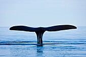 Southern Right Whale Eubalaena australis, Peninsula Valdes, Patagonia, Argentina