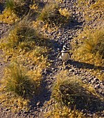 Magellanic Penguin Spheniscus magellanicus, Patagonia, Argentina
