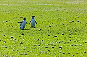 Magellanic Penguin Spheniscus magellanicus, Patagonia, Argentina