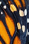MONARCH BUTTERFLY Danaus plexippus Ocelo round multicolored stain-like eye and its biological function is associated with mimicry