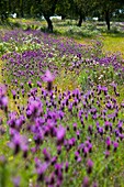 Lavandula angustifolia, Meadow in spring, Extremadura, Spain