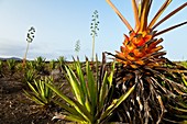 Plantación de pita o ágave Pueblo Lajares Isla Fuerteventura Provincia Las Palmas Islas Canarias España