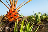 Plantación de pita o ágave Pueblo Lajares Isla Fuerteventura Provincia Las Palmas Islas Canarias España