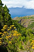 Costa norte Vista del Barranco de Gallegos Isla La Palma Pronvincia Santa Cruz Islas Canarias España