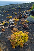 Vegetación en lavas volcánicas Pueblo Las Caletas Isla La Palma Provincia Santa Cruz Islas Canarias España