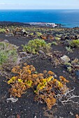 Vegetación en lavas volcánicas Al fondo salinas y faros de Fuencaliente Pueblo Fuencaliente Isla La Palma Provincia Santa Cruz Islas Canarias España