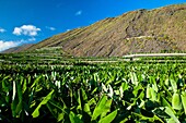 Cultivos de plataneras en ladera del volcán San Antonio Caserío Los Quemados Pueblo Fuencaliente Isla La Palma Provincia Santa Cruz Islas Canarias España