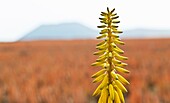Plantación de Aloe Vera canario Isla Fuerteventura Provincia Las Palmas Islas Canarias España