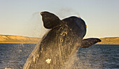 Southern Right Whale (Eubalaena australis) breaching, Puerto Piramides, Peninsula Valdes, Patagonia, Argentina
