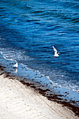 Seagulls at the beach, Island of Rügen, Mecklenburg-Vorpommern, Germany