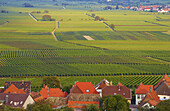 Burrweiler, Deutsche Weinstraße, Pfalz, Rheinland-Pfalz, Deutschland, Europa