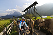 Couple on mountain bikes and cows, Heureiter, SextenSouth Tyrol, Dolomites, Italy, Europe