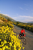 Cyclist between yellow flowers and Monte Amaro, Caramanico Terme, San Eufemia a Maiella, Maiella National Park, Abruzzi, Italy, Europe