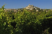 Sonnenbeschienene Weinreben vor der Gemeinde Capestrano, Abruzzen, Italien, Europa