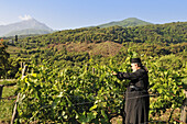 Monk Epifanios, Wine-grower, Moni Mylopotamos, Athos mountain, Chalkidiki, Greece